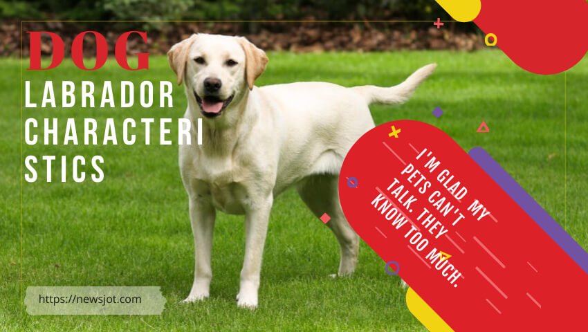 Labrador characteristics