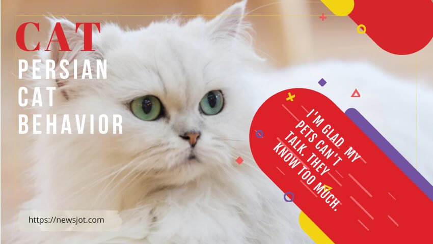 Persian Cat Behavior