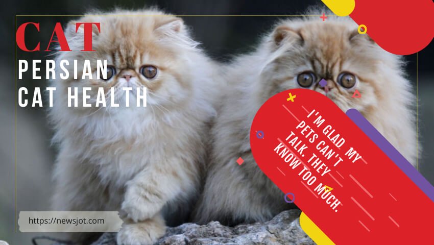 Persian Cat Health